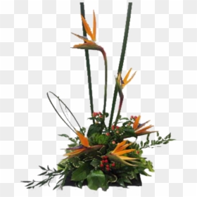 Bird Of Paradise, HD Png Download - bird of paradise plant png