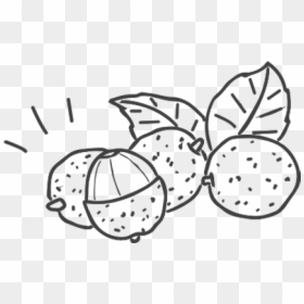 Line Art, HD Png Download - lychee png