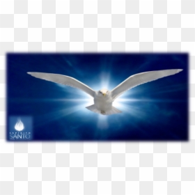 Holy Spirit, HD Png Download - pomba png