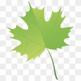 Лист Клена, Maple Leaf, Зеленый Лист, Зелений Лист, - Hojas De Varios Arboles, HD Png Download - hojas verdes png