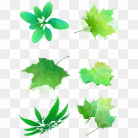 Hojas Verdes Acuarelas Manchas Png Y Psd - Fall Leaf, Transparent Png - hojas verdes png
