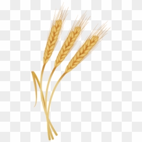 Espigas De Trigo Png, Transparent Png - wheat.png