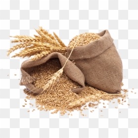 Transparent Background Grain Png, Png Download - wheat.png