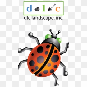 Ladybug, HD Png Download - snow plow png