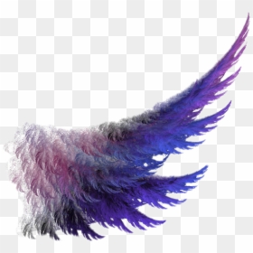 #wings #wing #purple #feather - First Ladies Of Disco Don T Stop Me Now, HD Png Download - purple feather png