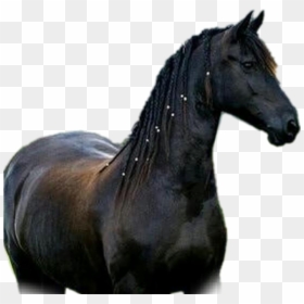 #horse #cavalos #cavalo - Mustang Horse, HD Png Download - cavalo png