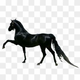 #horse #horses #cavalo, HD Png Download - cavalo png