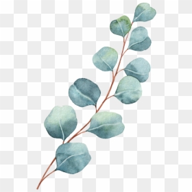 Chronic Pain & Auto Immune - Watercolor Vector Flower, HD Png Download - acacia tree png