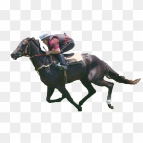 Stallion, HD Png Download - horse racing png