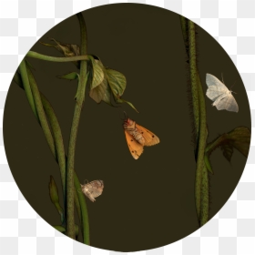 Pieridae, HD Png Download - moths png