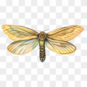 Download Moth Png Pic - Hepialus Humuli, Transparent Png - moths png