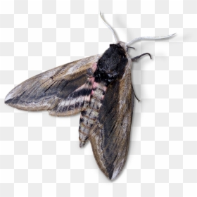 Night Butterfly, HD Png Download - moths png