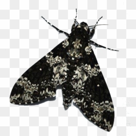 Beautiful Moth Black, HD Png Download - moths png