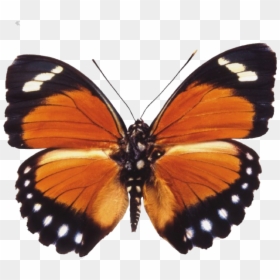 #butterfly #moth #moodboard #png #filler #moodboardfiller - Orange Butterfly Png, Transparent Png - moths png