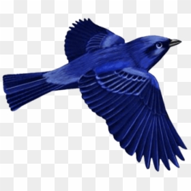 Download Dark Blue Bird Clip-art Png Images Background - Dark Blue Bird Clipart, Transparent Png - blue birds png
