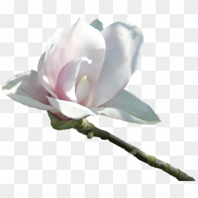 Flor Blanca Aterciopelado - Fleurs Blanche Png, Transparent Png - flores dibujo png
