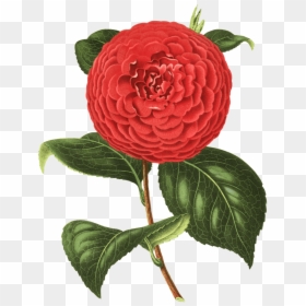 Camelia Dibujo - Camelia Png, Transparent Png - flores dibujo png