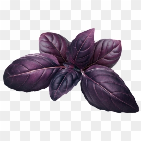 Purple Basil - Red Rubin Basil, HD Png Download - plant growing png