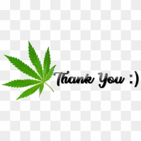Thank You Cannabis Png - Maple Leaf, Transparent Png - marijuana.png