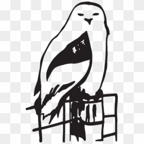 Clip Art, HD Png Download - snow owl png