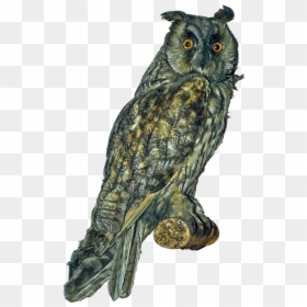 Long Eared Owl Png, Transparent Png - snow owl png