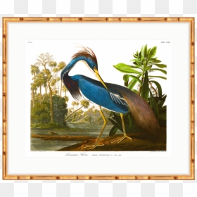 John James Audubon Bird, HD Png Download - blue heron png