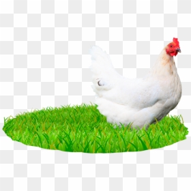 Image Of Chicken - Chicken Nature, HD Png Download - png nature