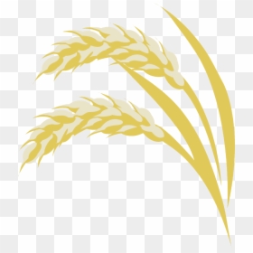 Akita Rice Fields - Emmer, HD Png Download - rice plant png