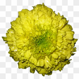 Marigold Flower Png- - Barberton Daisy, Transparent Png - rice plant png
