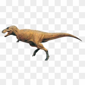 Velociraptor, HD Png Download - t rex skeleton png