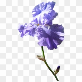 Iris Flower Dark Mauve Free Photo, HD Png Download - purple iris png