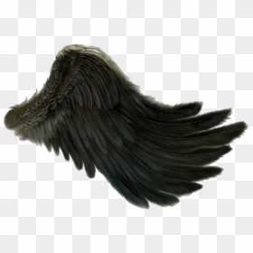 #darkangel #angel #wings #freetoedit - Transparent Angel Wings Side, HD Png Download - raven wings png