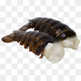 Homarus Americanus Tails, HD Png Download - lobster tail png