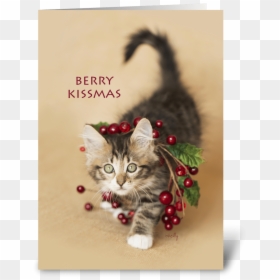 Berry Kissmas Christmas Kitten Greeting Card - Kitten, HD Png Download - christmas berries png