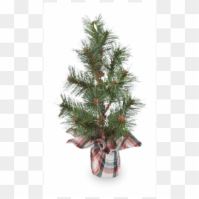 Houseplant, HD Png Download - fir branch png