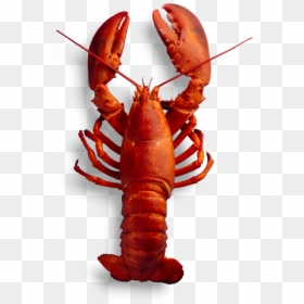 Canadian Lobster Png, Transparent Png - lobster tail png