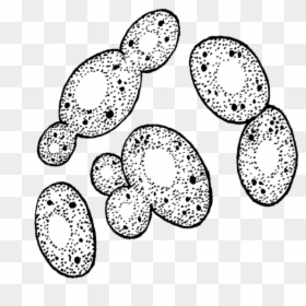 Yeast Black And White, HD Png Download - egg .png