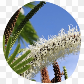 Palm Tree, HD Png Download - dry tree png