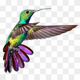 #colibri #colors - Multi Colored Acrylic Hummingbird, HD Png Download - colibri png