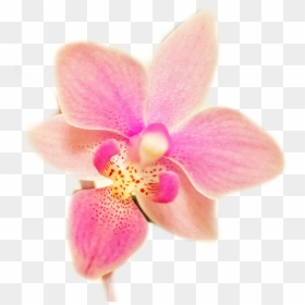 #flower #orchid #flowers #orchids #orchidaceae #garden - Orchids Of The Philippines, HD Png Download - orchid flower png