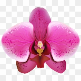 Orchid Png Image - Orchid .png, Transparent Png - orchid flower png