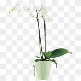 Flowerpot, HD Png Download - orchid flower png
