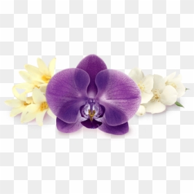 Heart Note - Moth Orchid, HD Png Download - orchid flower png