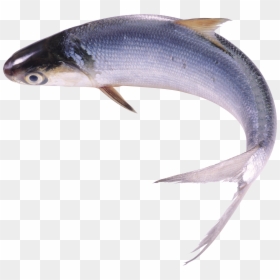 Fish Png - Milkfish Png, Transparent Png - fish tail png