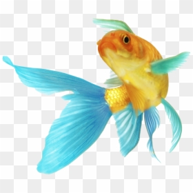 Brilliant Fish, HD Png Download - fish tail png
