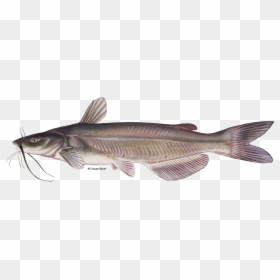 Catfish Transparent Png - Channel Catfish Scientific Name, Png Download - fish tail png