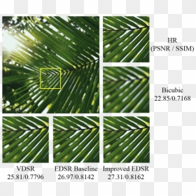 Palm Sunday, HD Png Download - pine leaves png