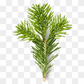 Christmas Tree, HD Png Download - pine leaves png