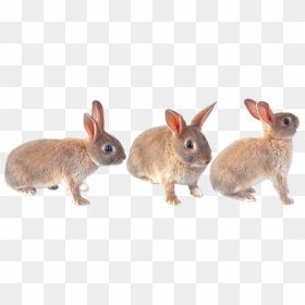 Easter Bunny, HD Png Download - baby bunny png