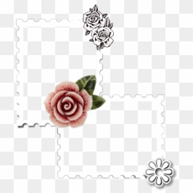 #stamp #frame #insert #photoframe #empty - Garden Roses, HD Png Download - empty frame png